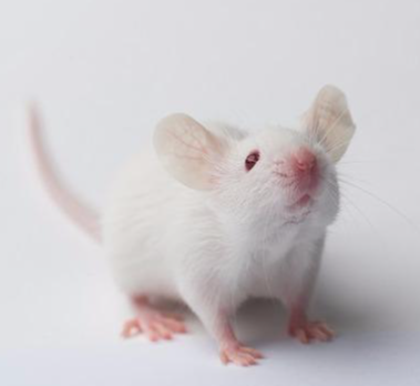 BALB-c Mice（BALB-c小鼠-1.png